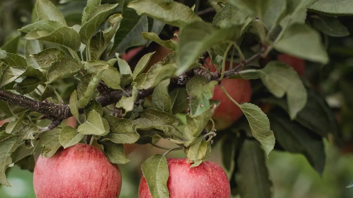 Deux pommes rouges suspendues à un pommier