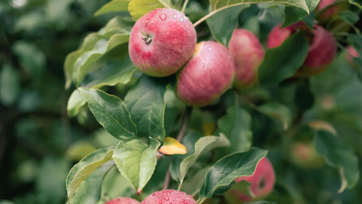 Pommes à cidre mûres sur une branche de pommier dans un verger